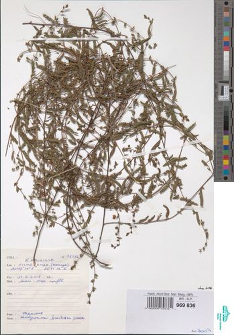 Aeschynomene bracteosa photo 6