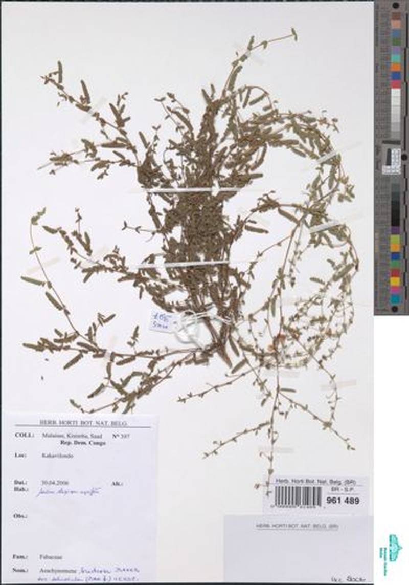 Aeschynomene bracteosa photo 7