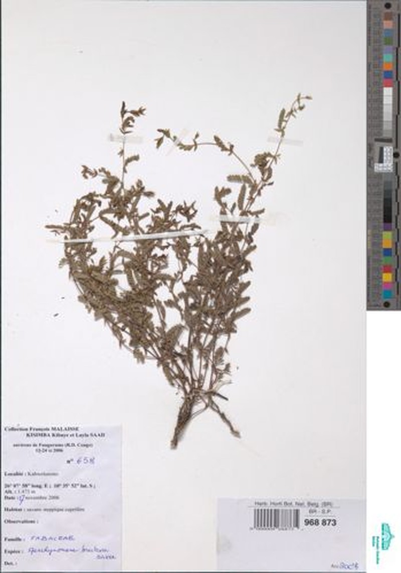 Aeschynomene bracteosa photo 8