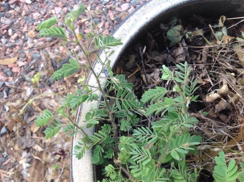 Aeschynomene brasiliana