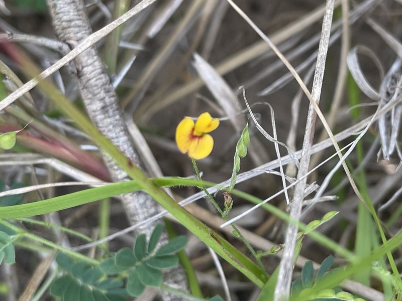 Aeschynomene brevifolia photo 2