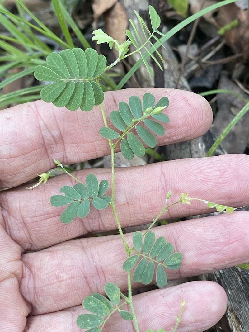 Aeschynomene brevifolia photo 3