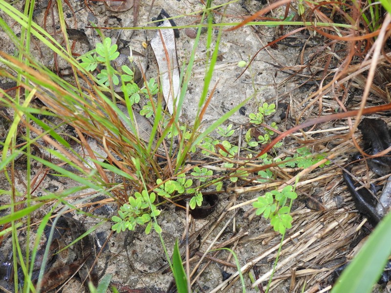 Aeschynomene brevifolia photo 4