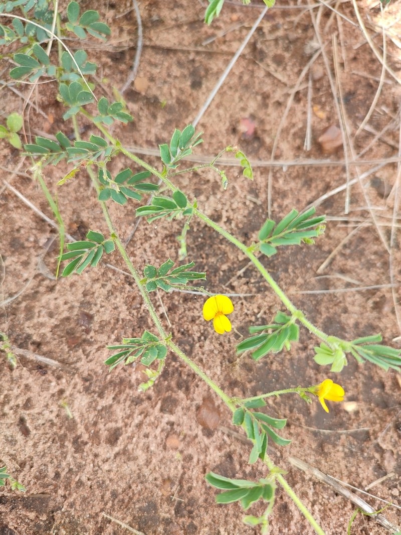 Aeschynomene brevifolia photo 6