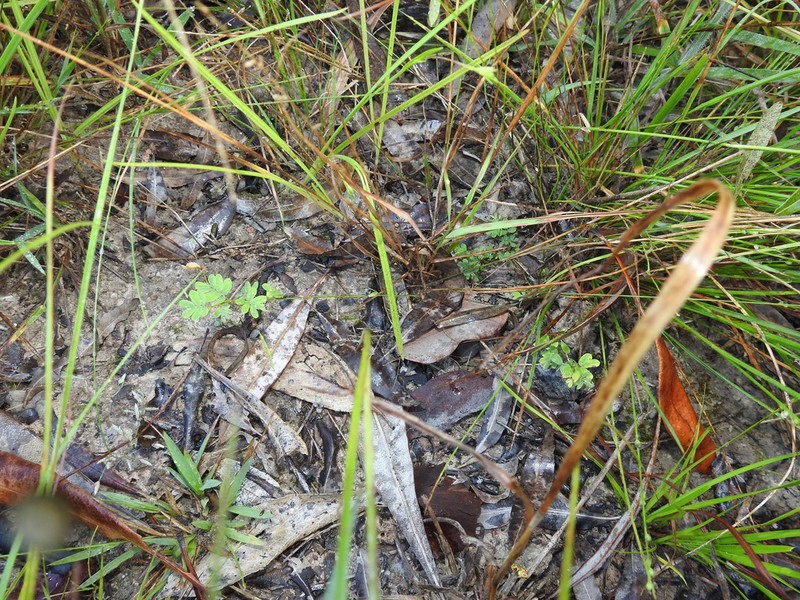Aeschynomene brevifolia photo 7