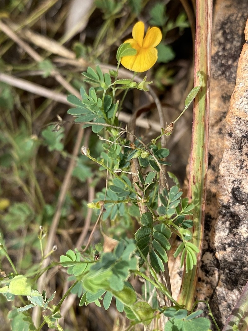 Aeschynomene brevifolia photo 8