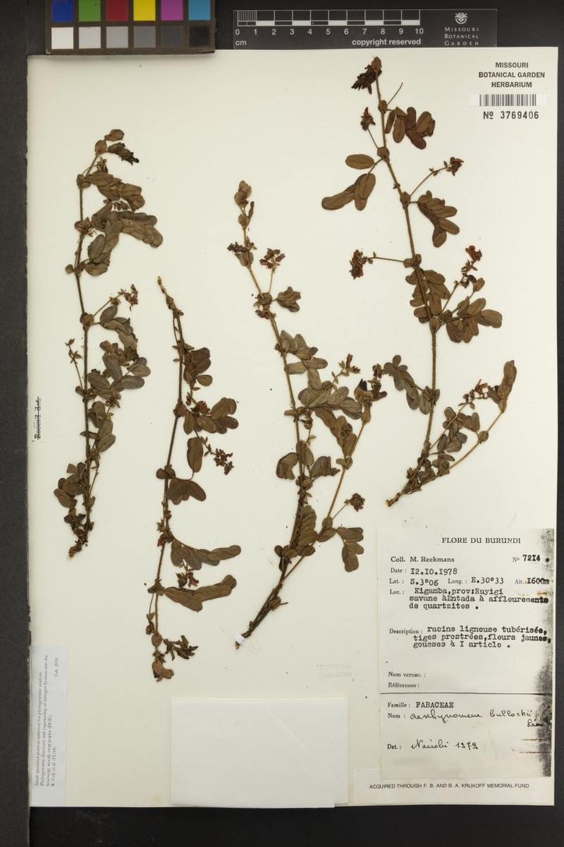 Aeschynomene bullockii