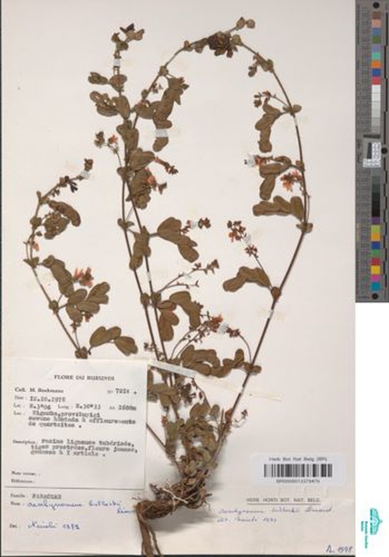 Aeschynomene bullockii photo 2