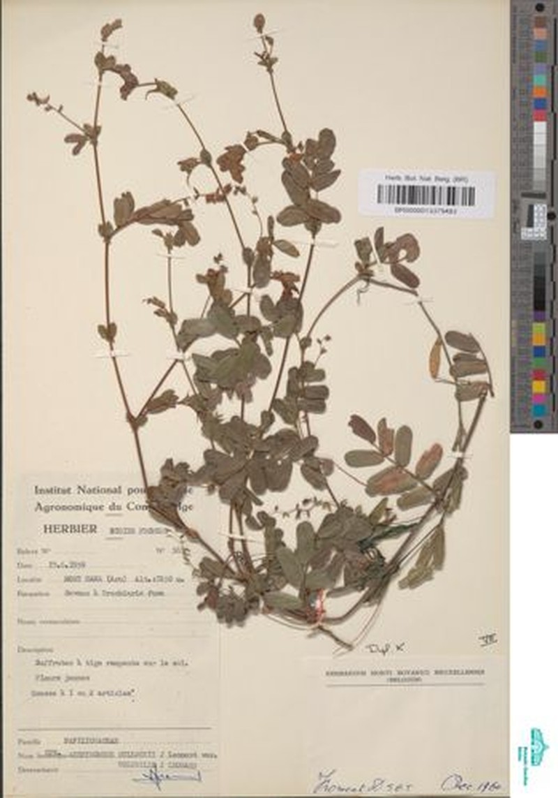 Aeschynomene bullockii photo 3