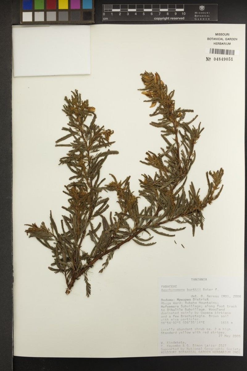 Aeschynomene burttii