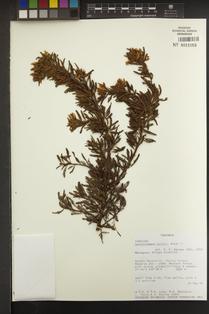 Aeschynomene burttii photo 2
