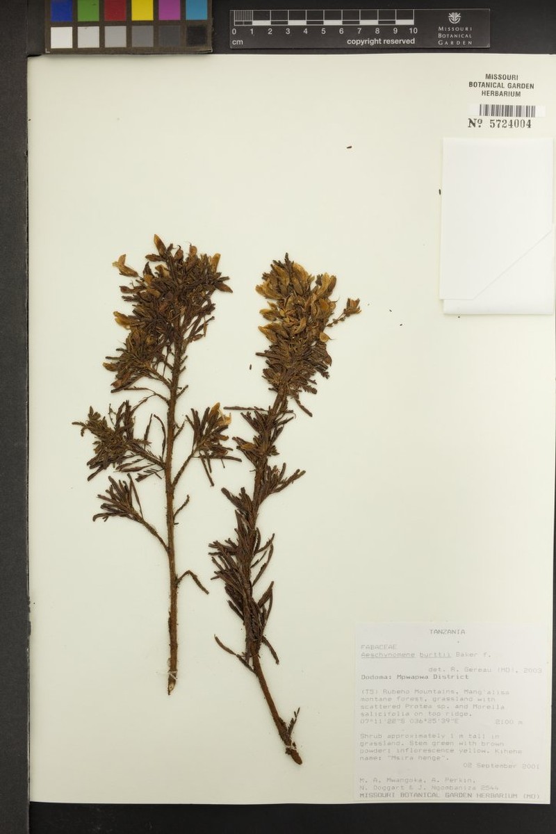 Aeschynomene burttii photo 3
