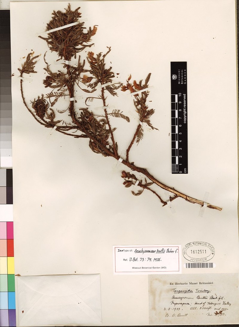 Aeschynomene burttii photo 4