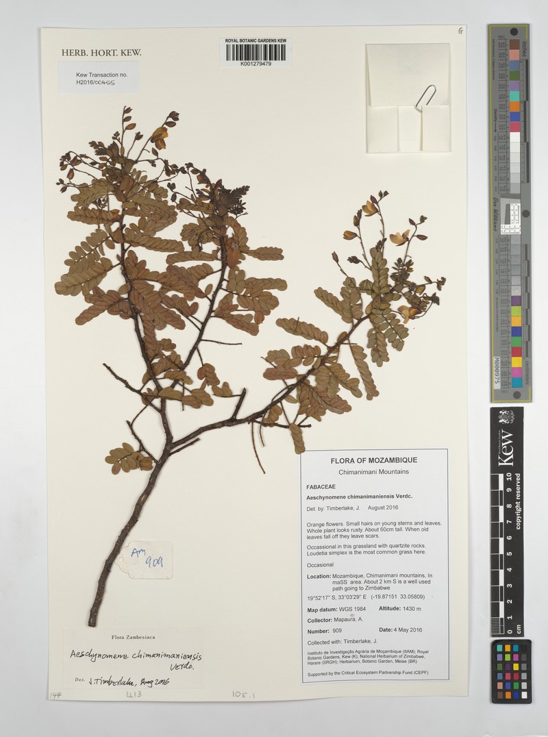 Aeschynomene chimanimaniensis