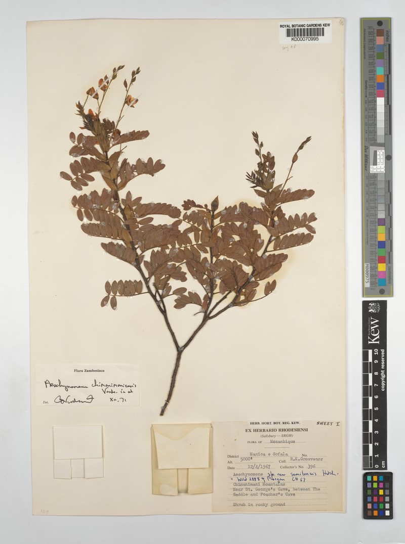 Aeschynomene chimanimaniensis photo 2