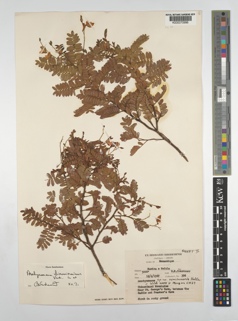 Aeschynomene chimanimaniensis photo 3