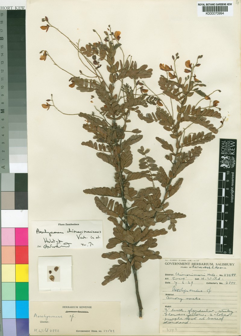 Aeschynomene chimanimaniensis photo 4