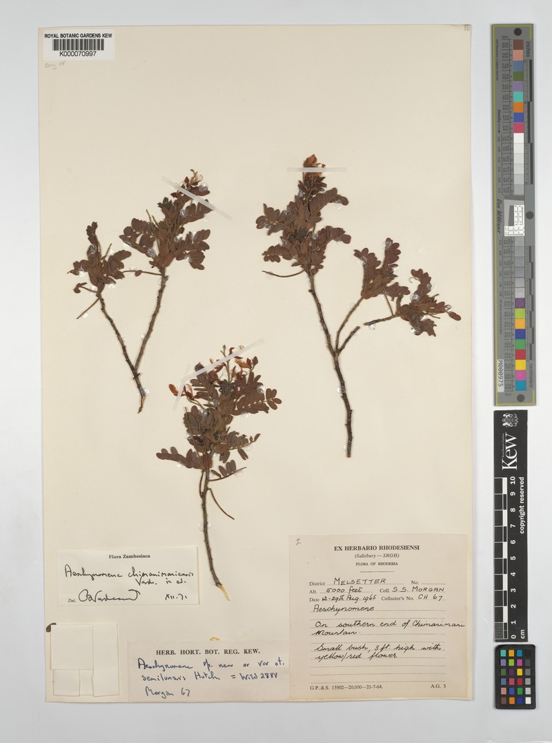 Aeschynomene chimanimaniensis photo 5