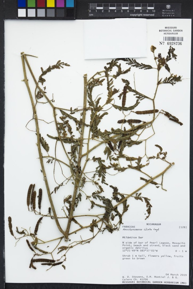 Aeschynomene ciliata
