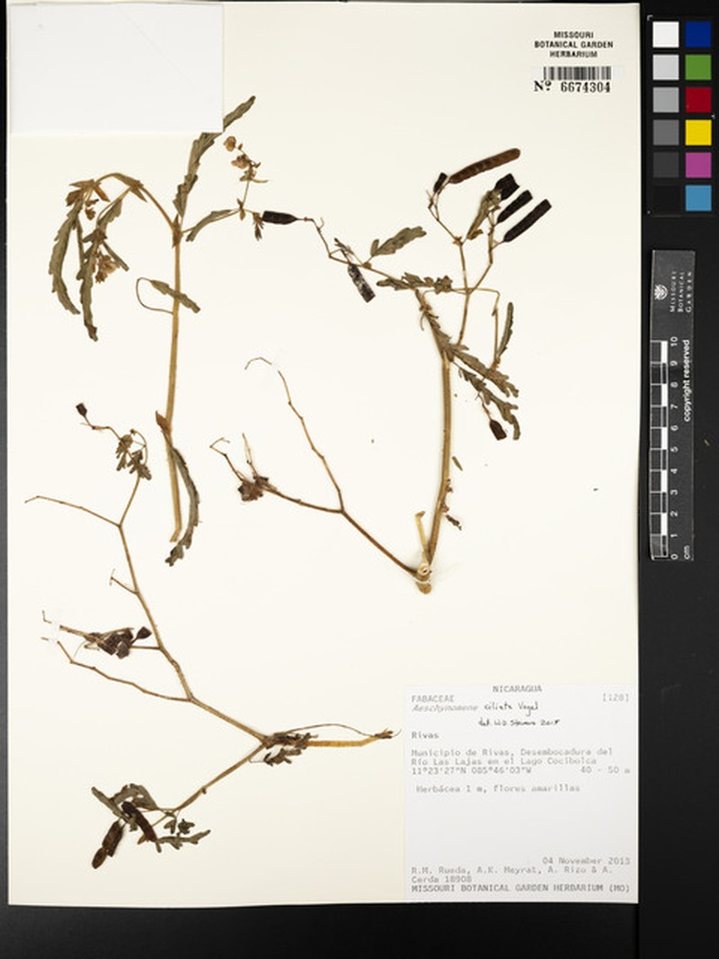 Aeschynomene ciliata photo 2