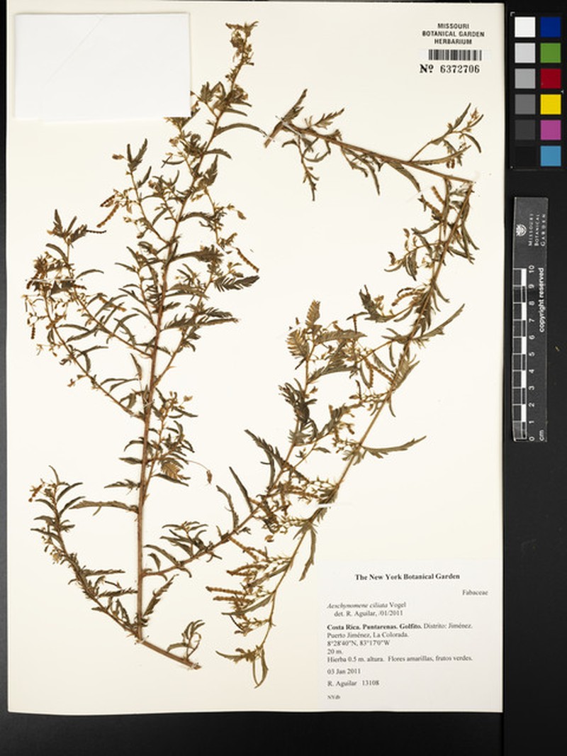 Aeschynomene ciliata photo 3