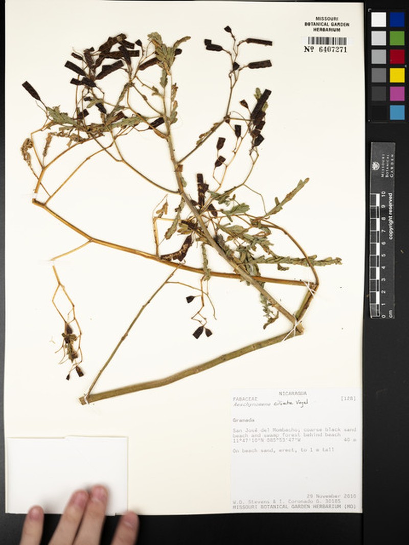 Aeschynomene ciliata photo 4