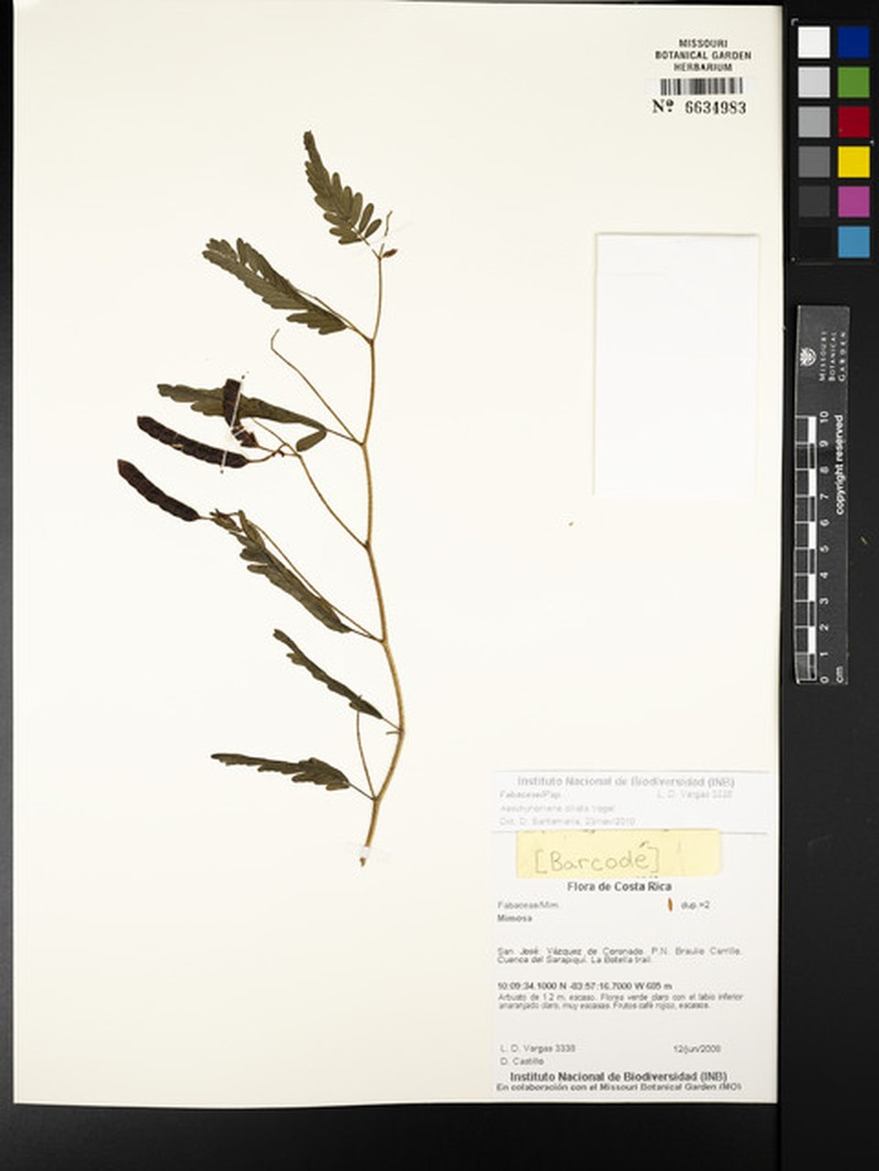 Aeschynomene ciliata photo 5