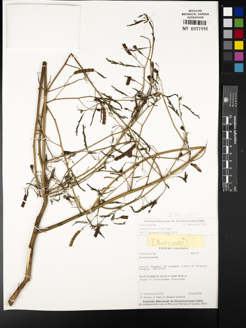 Aeschynomene ciliata photo 6