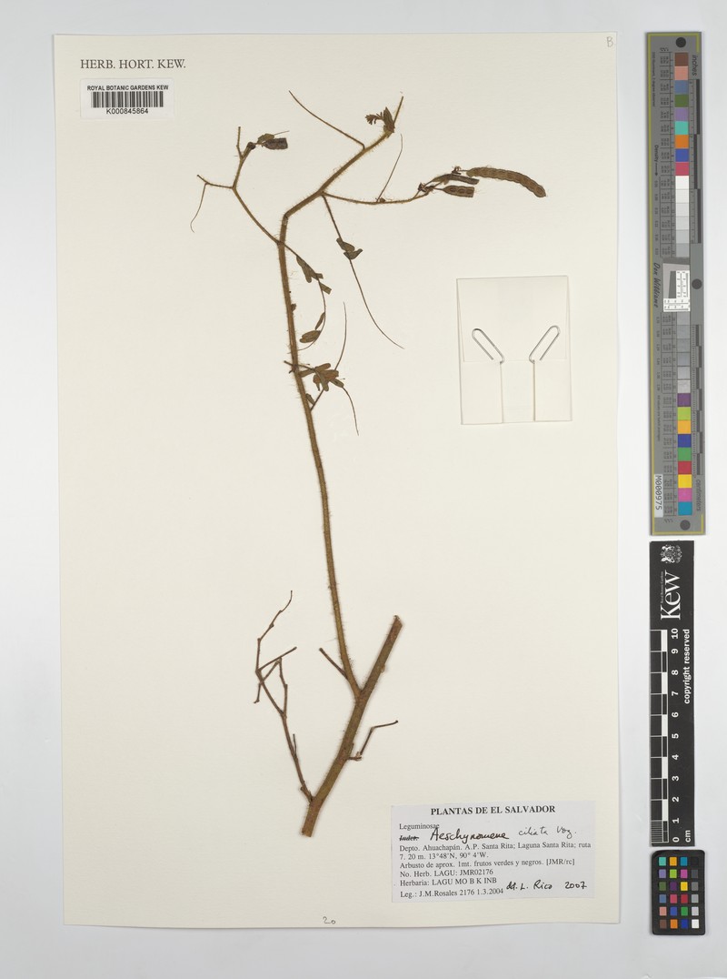 Aeschynomene ciliata photo 8