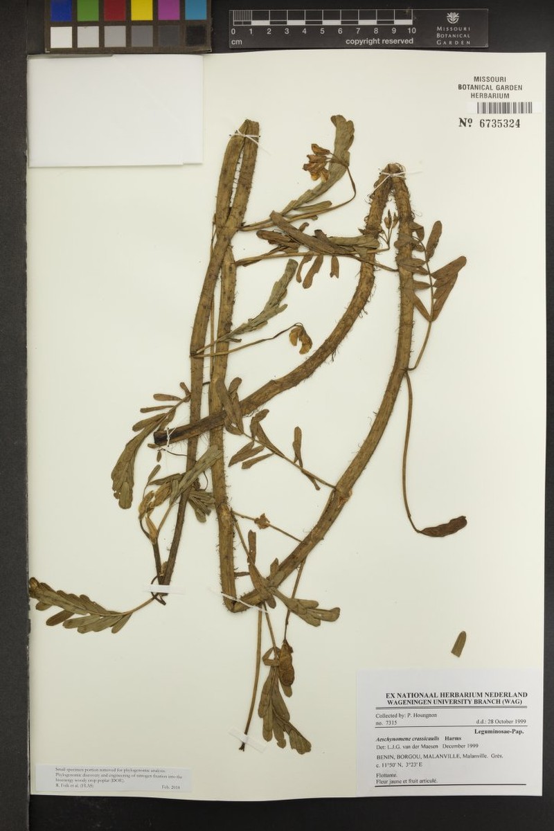 Aeschynomene crassicaulis