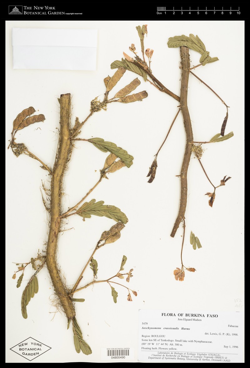 Aeschynomene crassicaulis photo 2