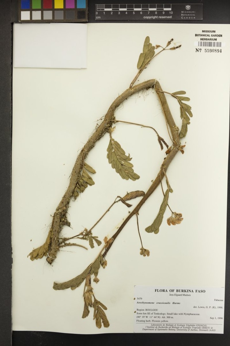 Aeschynomene crassicaulis photo 3