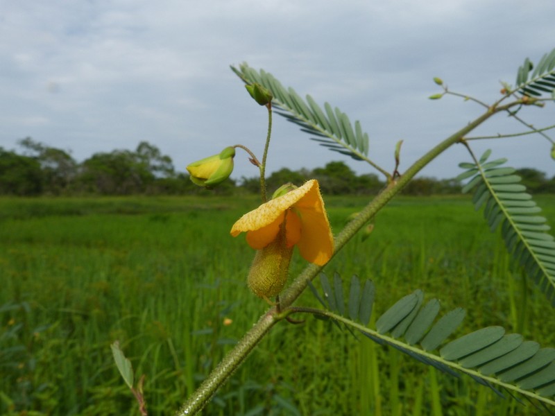 Aeschynomene cristata