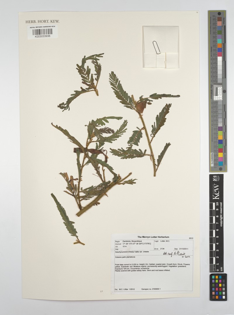 Aeschynomene cristata photo 2