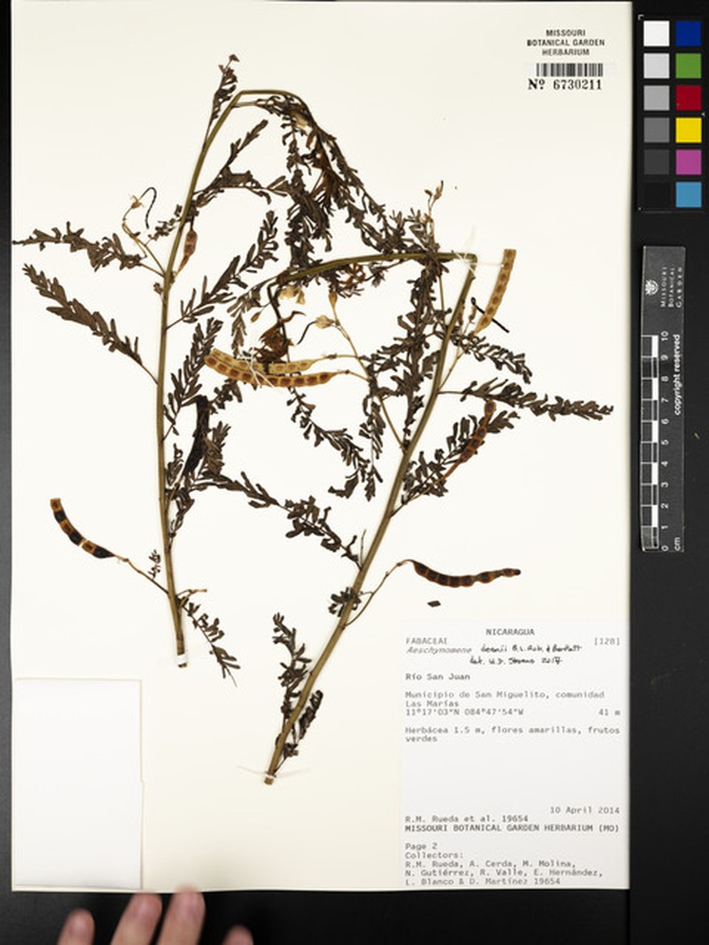 Aeschynomene deamii