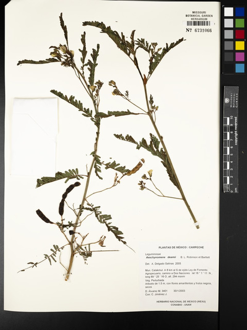 Aeschynomene deamii photo 2
