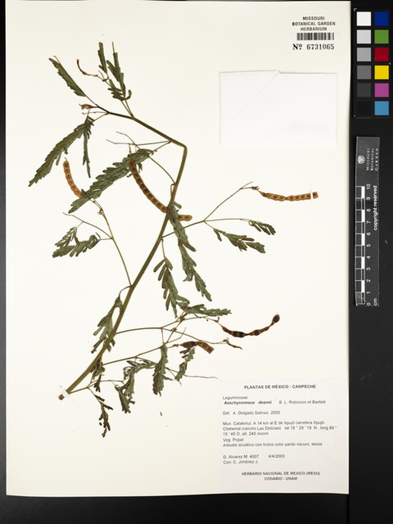 Aeschynomene deamii photo 3