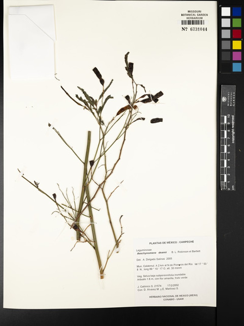 Aeschynomene deamii photo 4