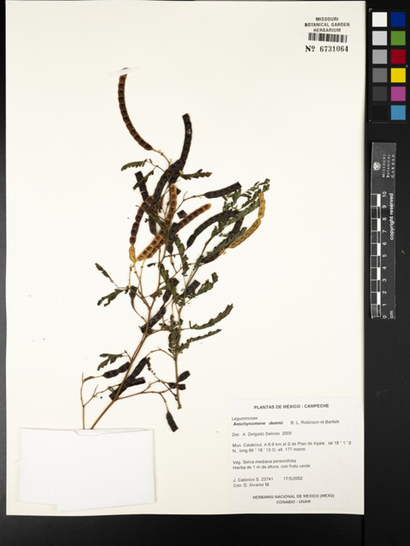 Aeschynomene deamii photo 5