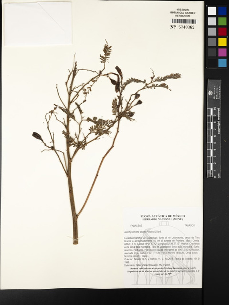 Aeschynomene deamii photo 6