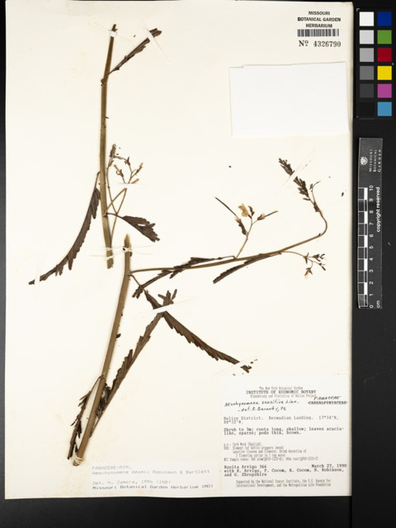 Aeschynomene deamii photo 7