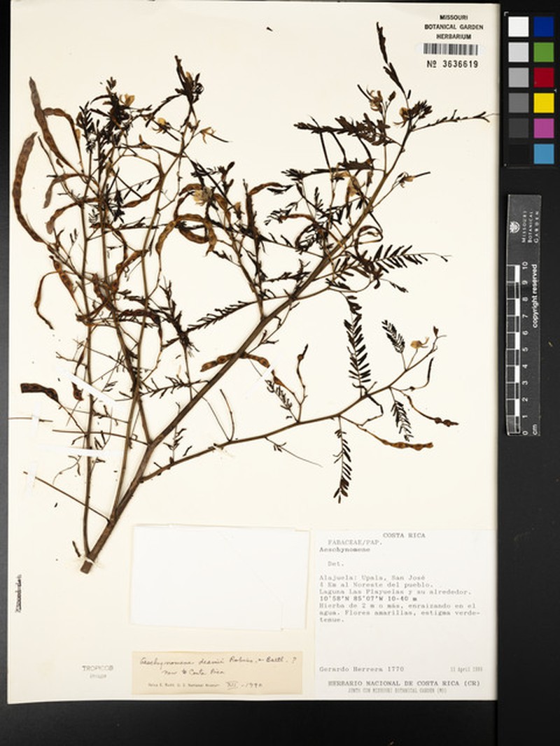 Aeschynomene deamii photo 8