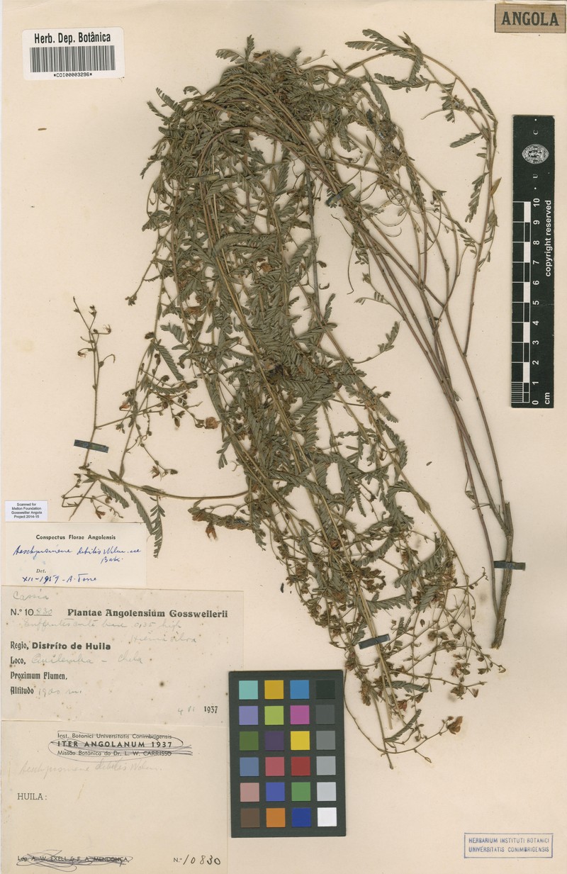 Aeschynomene debilis