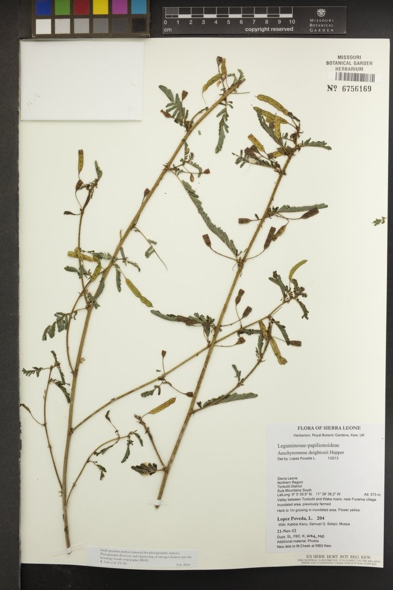 Aeschynomene deightonii photo 2