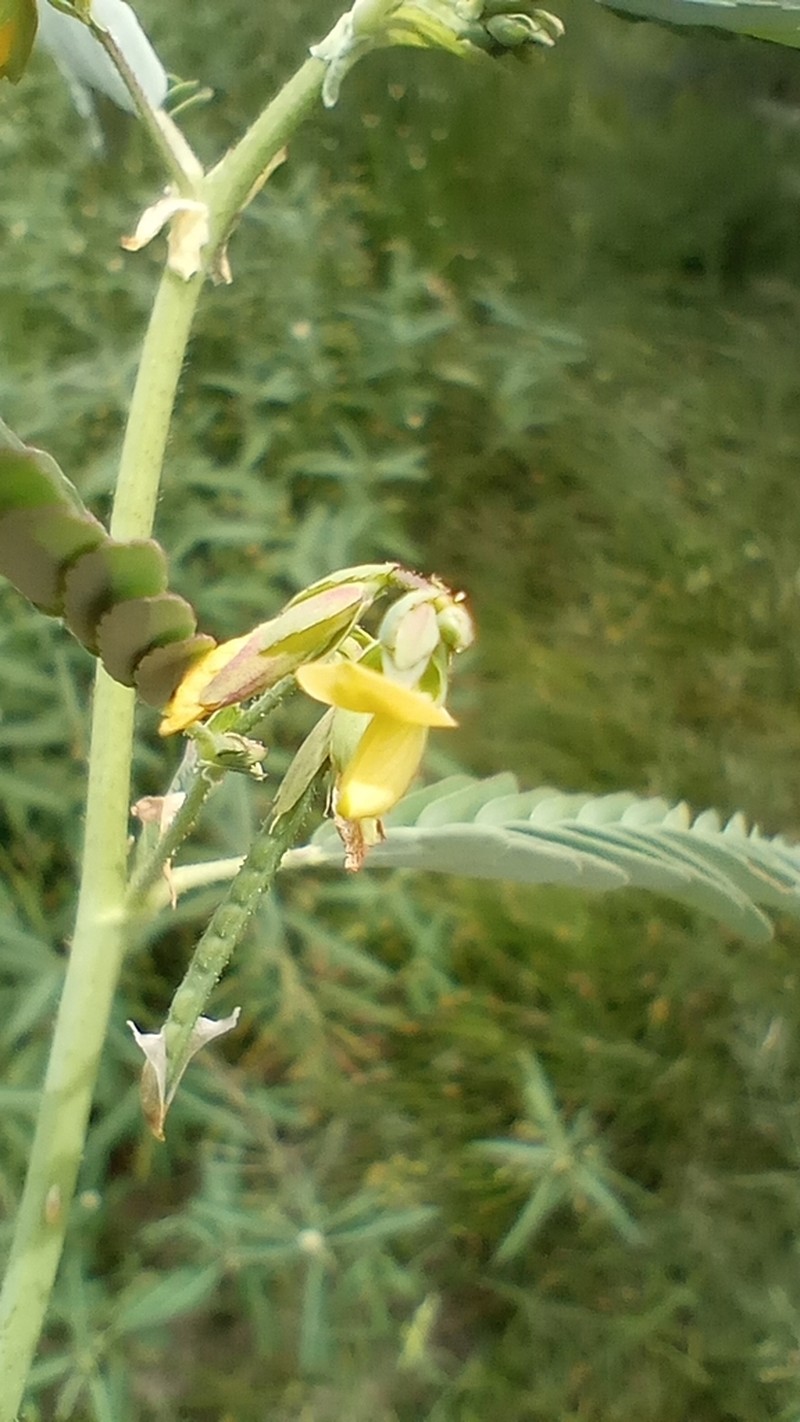 Aeschynomene denticulata