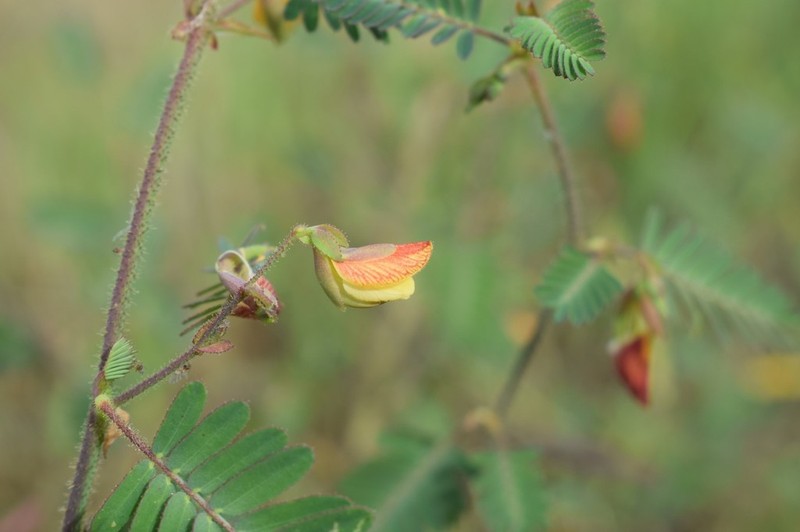 Aeschynomene denticulata photo 2