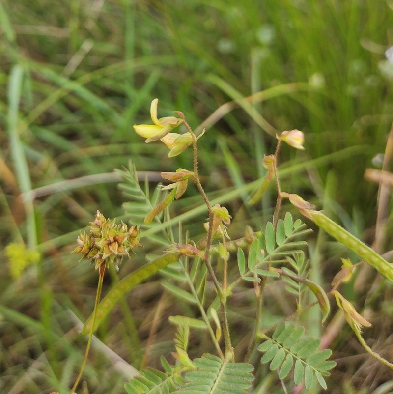 Aeschynomene denticulata photo 3