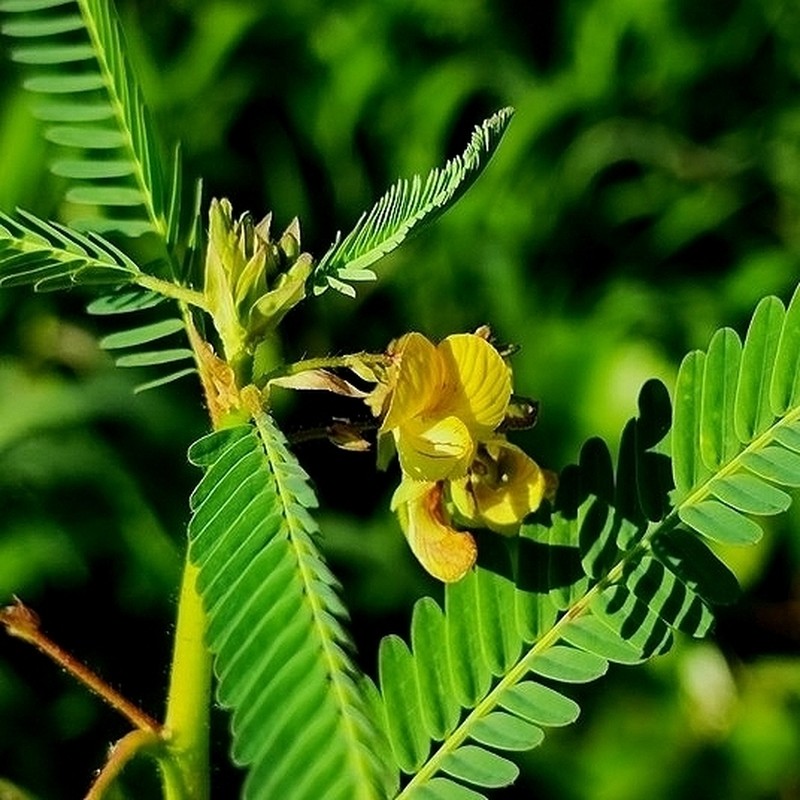 Aeschynomene denticulata photo 4