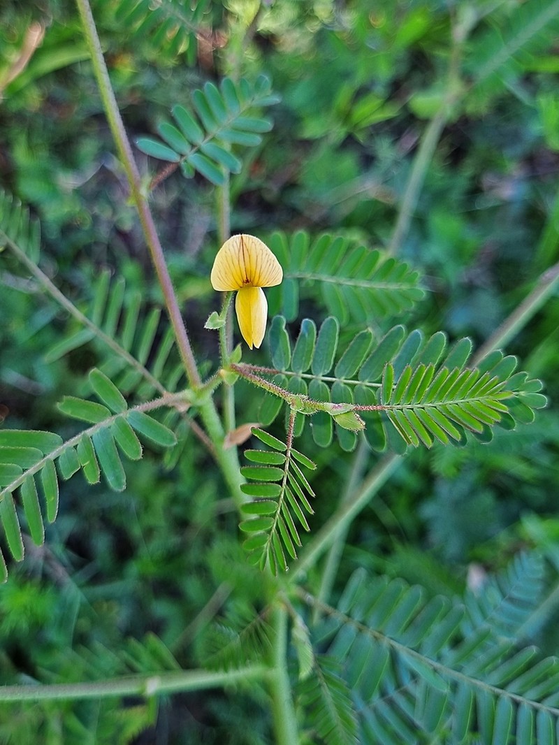 Aeschynomene denticulata photo 5