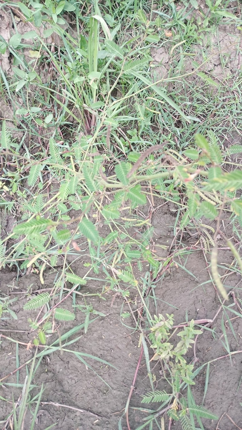 Aeschynomene denticulata photo 6
